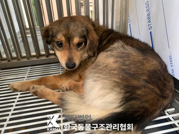 한국동물구조관리협회_441559202500286